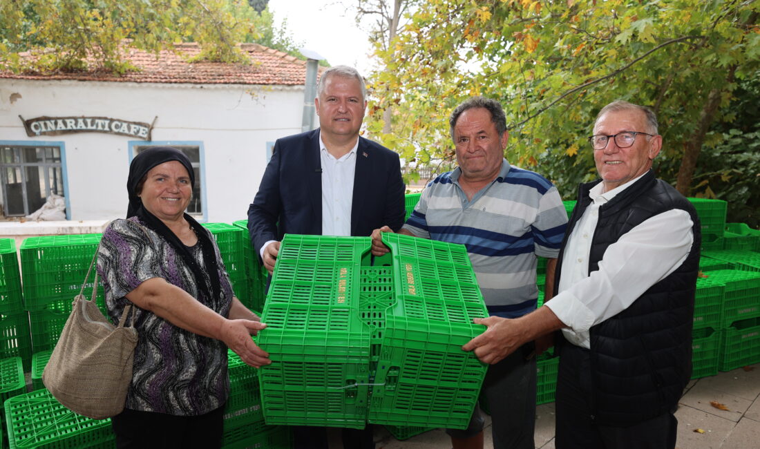 Urla’da zeytin üreticisine destek: 1.200 kasa dağıtılıyor, 10 bin fidan yolda! Urla Belediyesi, zeytin hasadında verim kayıplarını azaltmak ve ürün kalitesini