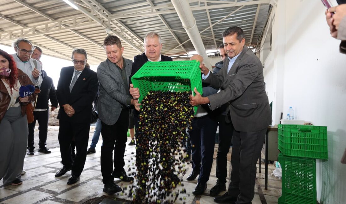 Urla’da zeytin festivali başlıyor: 3 gün boyunca hasat, gastronomi ve sanat buluşacak! III. Uluslararası Urla Zeytin ve Sanat Festivali, 6-8 Kasım’da düzenlenecek.
