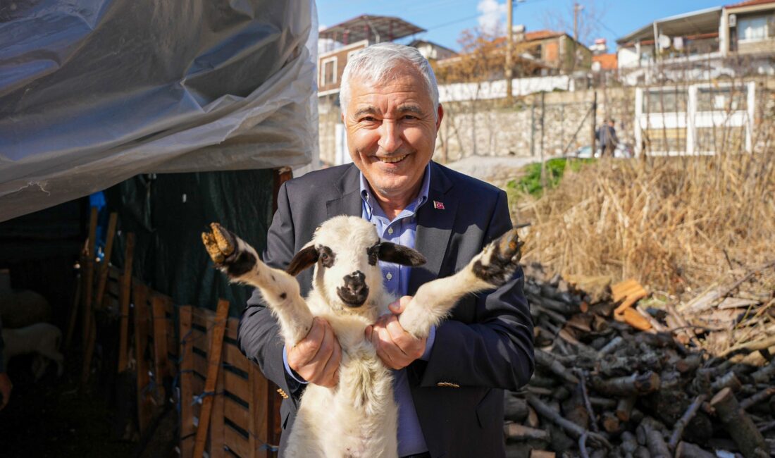 Kemalpaşa Belediyesi, zeytin hasadı öncesinde üreticilerin maliyetlerini hafifletmek amacıyla kasa